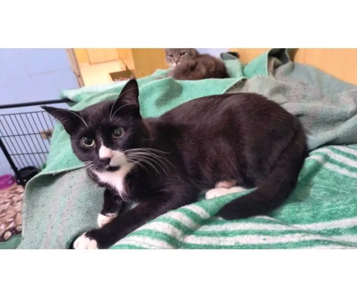 Gato ra a SRD-ViraLata idade 7 a 11 meses nome Brownie bb10meses