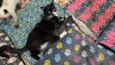 Brownie bb10meses