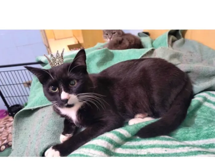 Gato ra a SRD-ViraLata idade 7 a 11 meses nome Brownie bb10meses