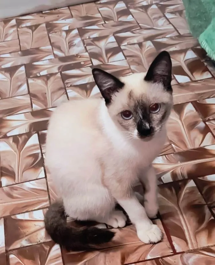 Gato ra a SRD-ViraLata idade 2 a 6 meses nome Adèle bb3meses Linda 