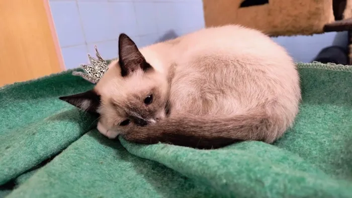 Gato ra a SRD-ViraLata idade 2 a 6 meses nome Adèle bb3meses Linda 