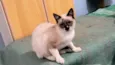 Adèle bb3meses Linda