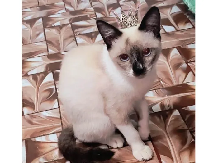 Gato ra a SRD-ViraLata idade 2 a 6 meses nome Adèle bb3meses Linda 