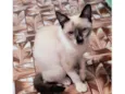 Adèle bb3meses Linda