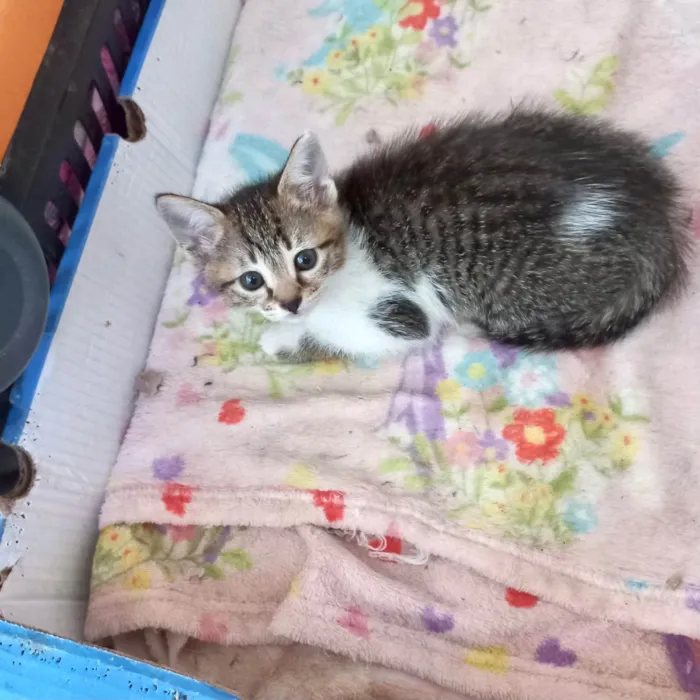 Gato ra a SRD-ViraLata idade 2 a 6 meses nome Bonbon bb2meses Linda 
