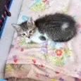Bonbon bb2meses Linda