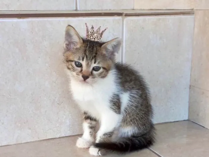 Gato ra a SRD-ViraLata idade 2 a 6 meses nome Bonbon bb2meses Linda 