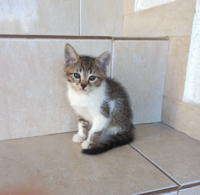 Gato ra a SRD-ViraLata idade 2 a 6 meses nome Pudim bb2meses lindo 