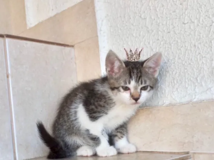 Gato ra a SRD-ViraLata idade 2 a 6 meses nome Pudim bb2meses lindo 