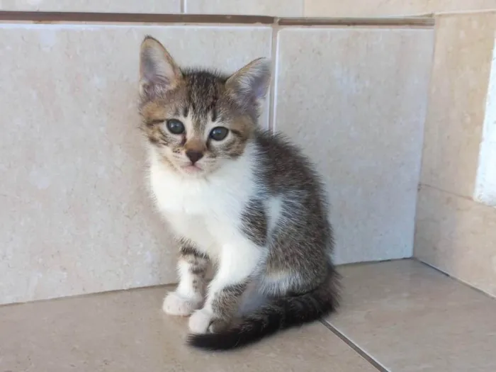 Gato ra a SRD-ViraLata idade 2 a 6 meses nome Pudim bb2meses lindo 