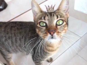 Gato raça SRD-ViraLata idade 2 a 6 meses nome Laka bb9meses linda 