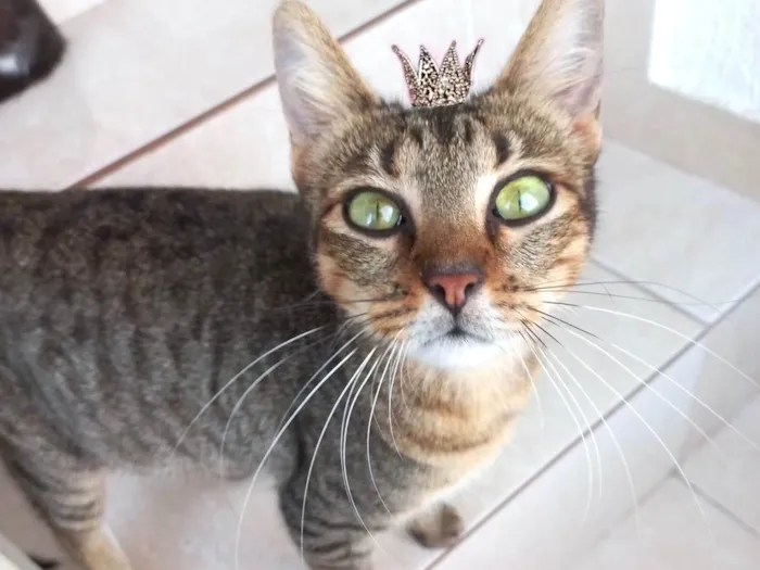 Gato ra a SRD-ViraLata idade 2 a 6 meses nome Laka bb9meses linda 