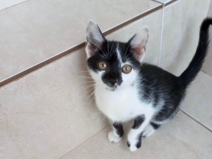 Gato ra a SRD-ViraLata idade 2 a 6 meses nome Mimi bb2meses Linda 