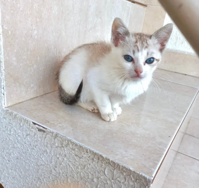 Gato ra a SRD-ViraLata idade 2 a 6 meses nome Miao bb2meses 