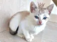 Miao bb2meses