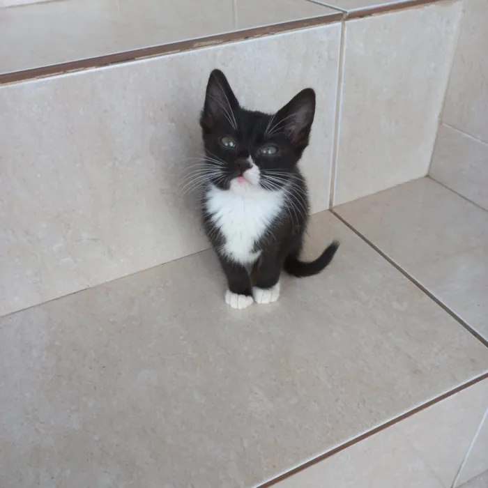 Gato ra a SRD-ViraLata idade 2 a 6 meses nome Pompom bb2meses Linda 