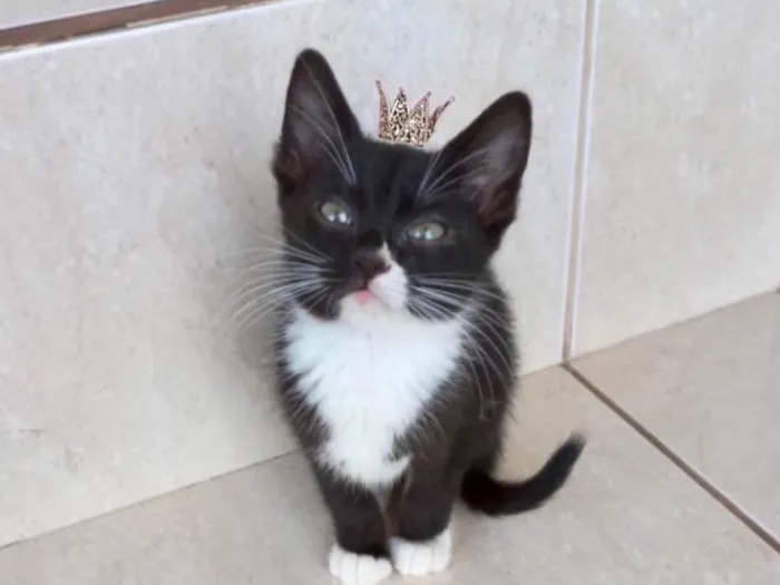 Gato ra a SRD-ViraLata idade 2 a 6 meses nome Pompom bb2meses Linda 