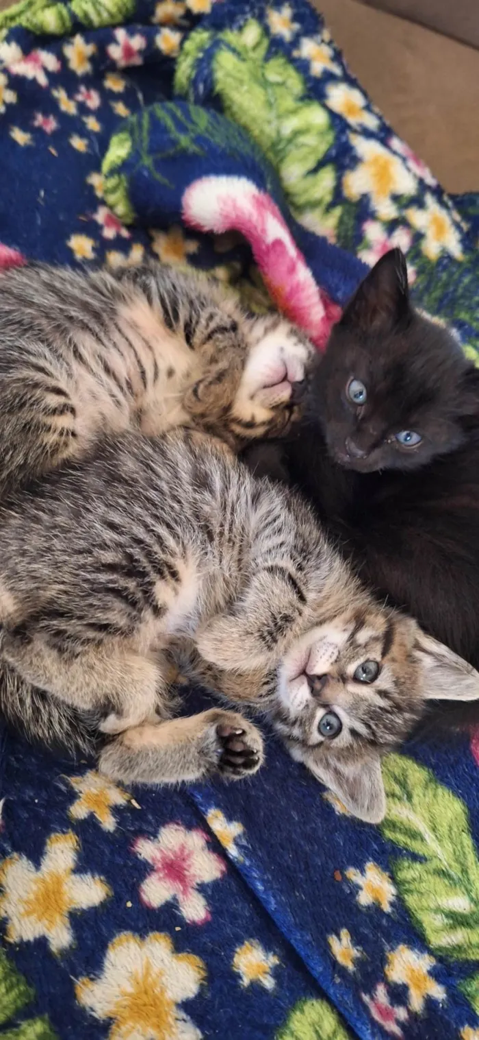 Gato ra a Siamês idade Abaixo de 2 meses nome Ana