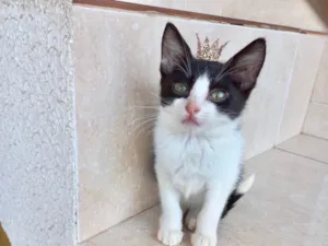 Gato raça SRD-ViraLata idade 2 a 6 meses nome Isabela bb2meses Linda 