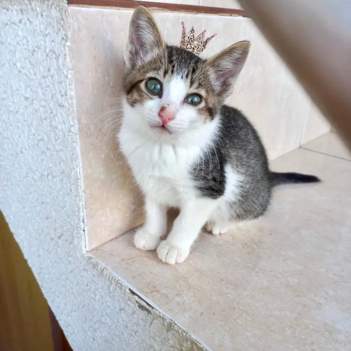 Gato ra a SRD-ViraLata idade 2 a 6 meses nome Juliette bb2meses fofa demais 