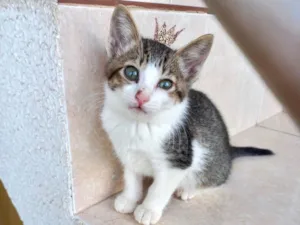 Gato raça SRD-ViraLata idade 2 a 6 meses nome Juliette bb2meses fofa demais 