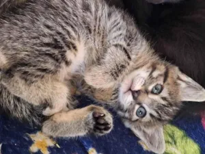 Gato raça Siamês idade Abaixo de 2 meses nome Ana