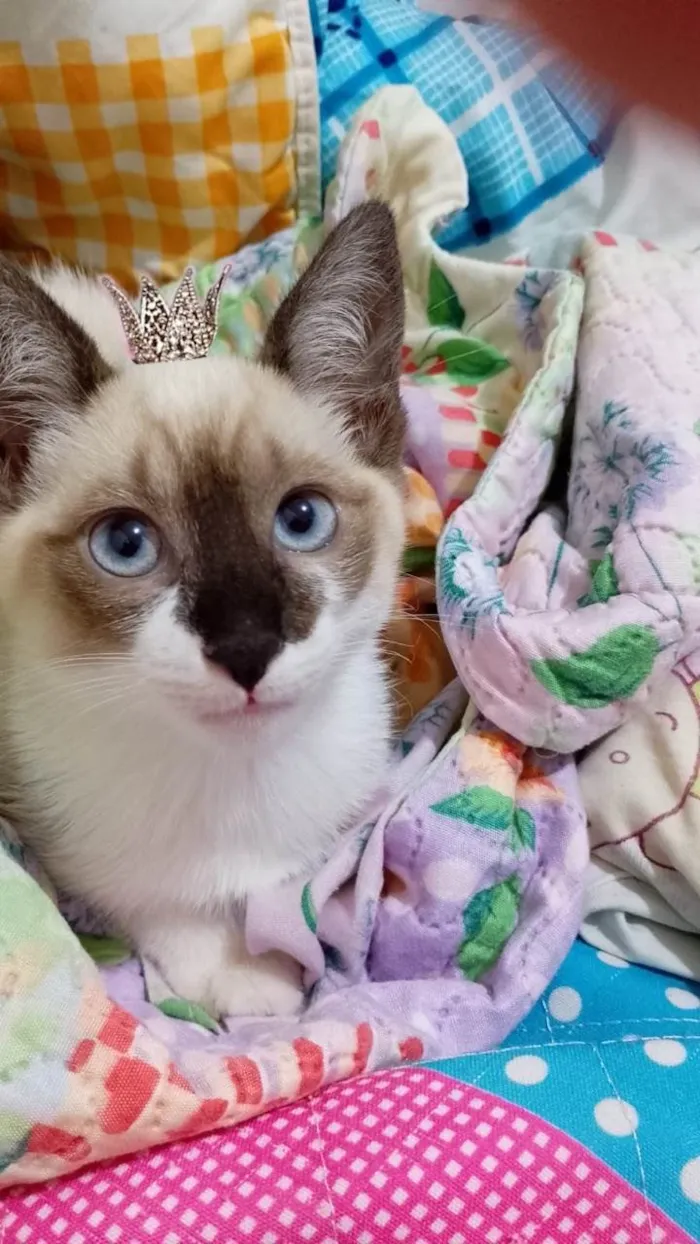 Gato ra a SRD-ViraLata idade Abaixo de 2 meses nome Charlotte bb2meses Linda 