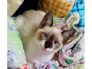 Gato raça SRD-ViraLata idade Abaixo de 2 meses nome Charlotte bb2meses Linda 