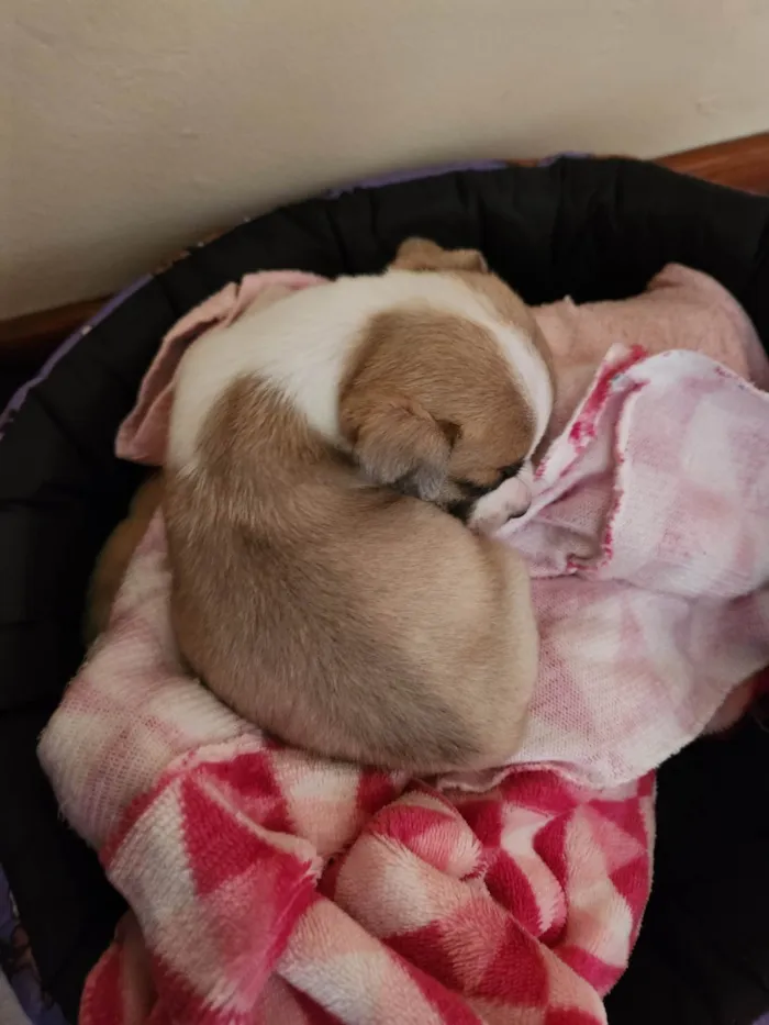 Cachorro ra a SRD-ViraLata idade Abaixo de 2 meses nome Sem nome