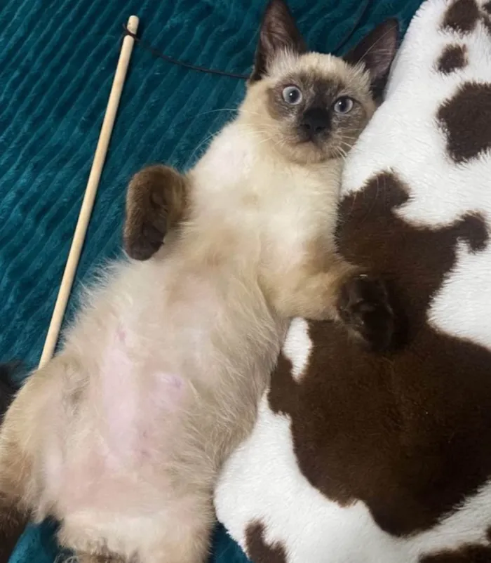 Gato ra a Siamês idade 2 a 6 meses nome Framboesa