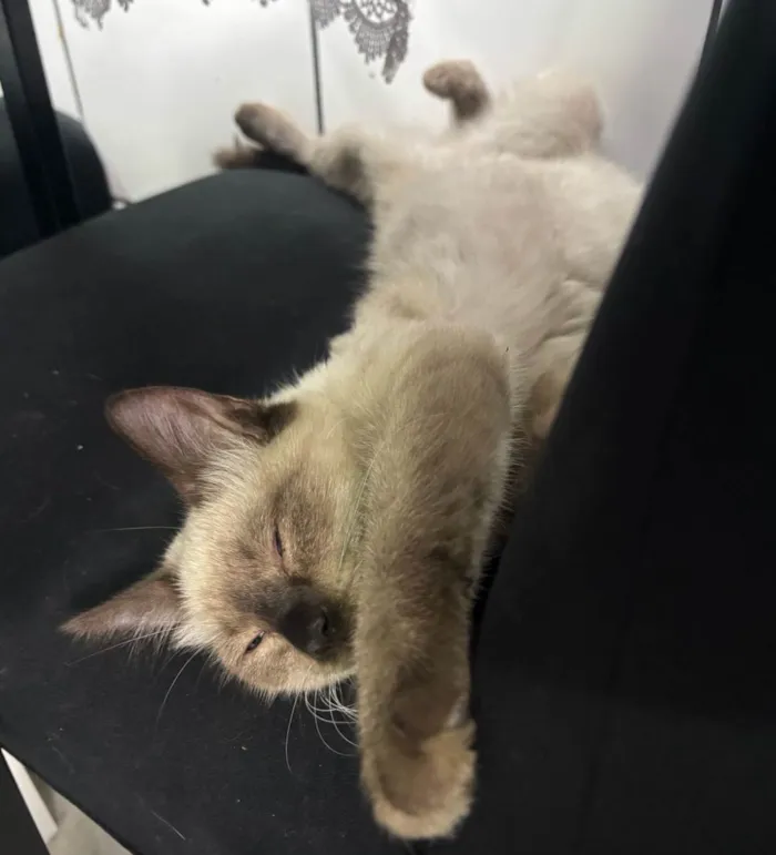 Gato ra a Siamês idade 2 a 6 meses nome Framboesa
