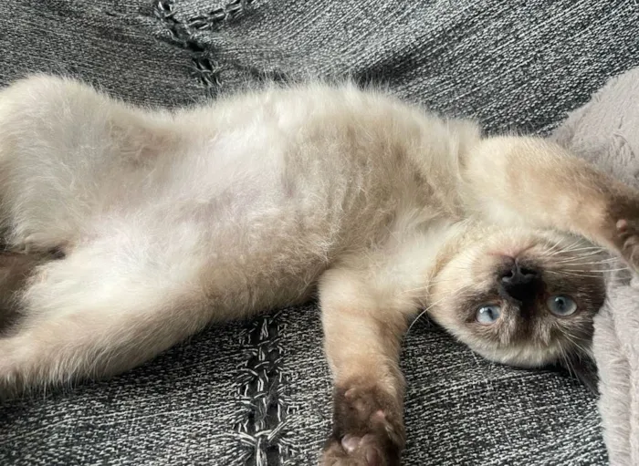 Gato ra a Siamês idade 2 a 6 meses nome Framboesa