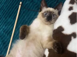 Gato raça Siamês idade 2 a 6 meses nome Framboesa