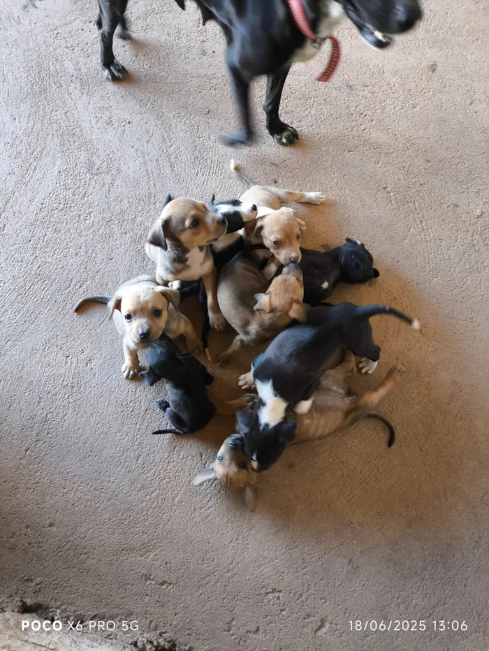 Cachorro ra a SRD-ViraLata idade Abaixo de 2 meses nome Filhotes pra adoção 