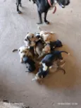 Filhotes pra adoção