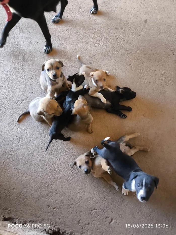 Cachorro ra a SRD-ViraLata idade Abaixo de 2 meses nome Filhotes pra adoção 