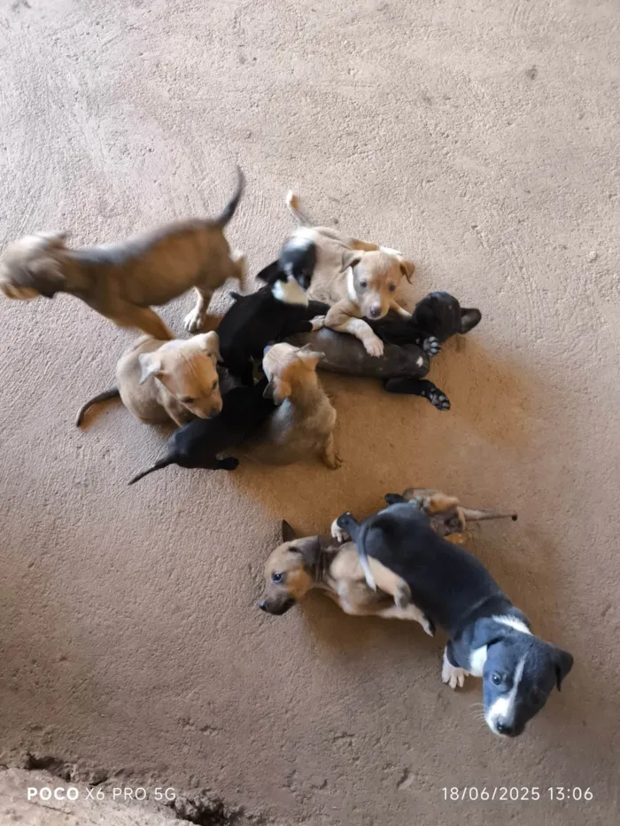 Cachorro ra a SRD-ViraLata idade Abaixo de 2 meses nome Filhotes pra adoção 
