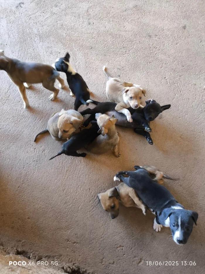 Cachorro ra a SRD-ViraLata idade Abaixo de 2 meses nome Filhotes pra adoção 