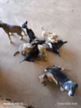 Filhotes pra adoção