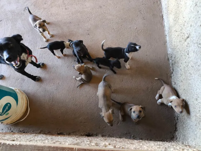 Cachorro ra a SRD-ViraLata idade Abaixo de 2 meses nome Filhotes pra adoção 