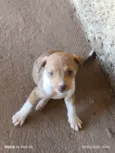 Filhotes pra adoção