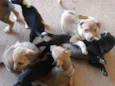 Filhotes pra adoção
