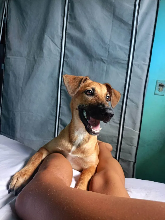 Cachorro ra a SRD-ViraLata idade 7 a 11 meses nome Lady Maria 