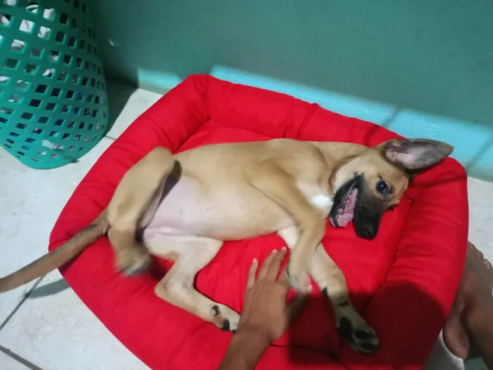 Cachorro ra a SRD-ViraLata idade 7 a 11 meses nome Lady Maria 