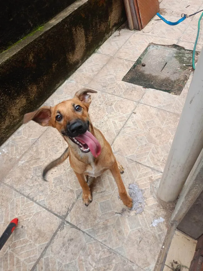 Cachorro ra a SRD-ViraLata idade 7 a 11 meses nome Lady Maria 