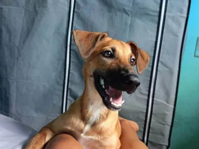 Cachorro raça SRD-ViraLata idade 7 a 11 meses nome Lady Maria 