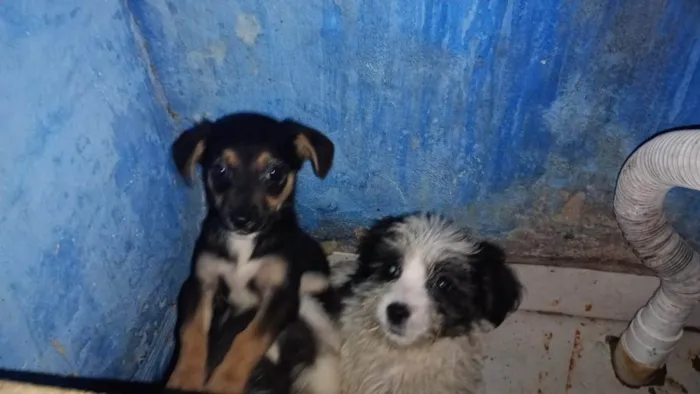Cachorro ra a Pequinês idade 2 a 6 meses nome Laura 