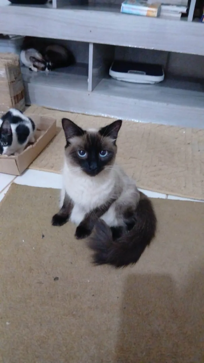 Gato ra a SRD-ViraLata idade 7 a 11 meses nome Siamesa especial