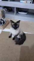 Siamesa especial