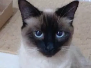 Gato raça SRD-ViraLata idade 7 a 11 meses nome Siamesa especial